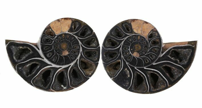 Split Black/Orange Ammonite Pair - Anapuzosia? #55739